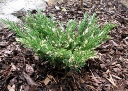 Juniperus horizontalis andorra compacta variegata / Tömött tarka henye boróka